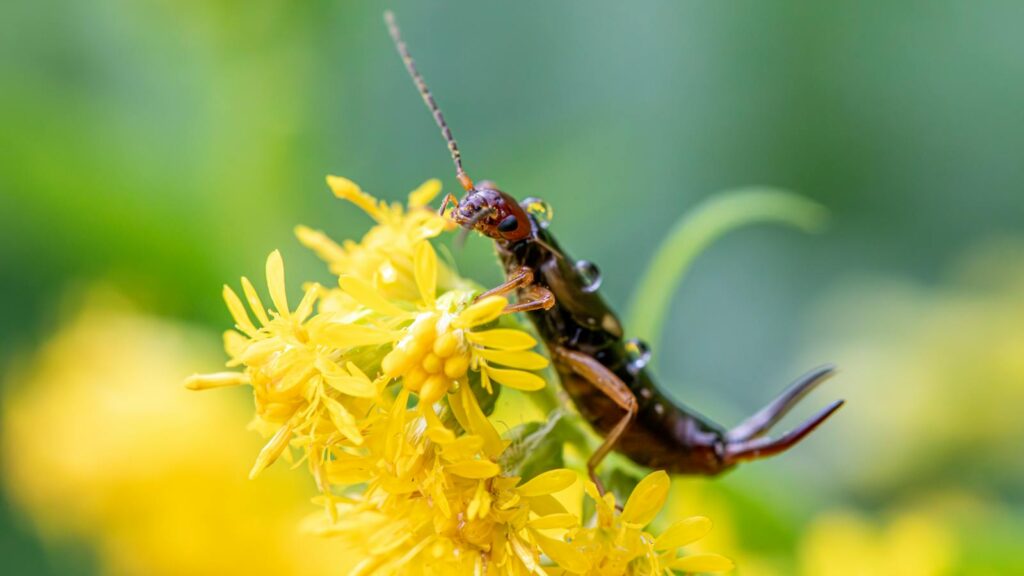 European earwig (Forficula auricularia) on vibrant yellow flora. Nature's intricate details.