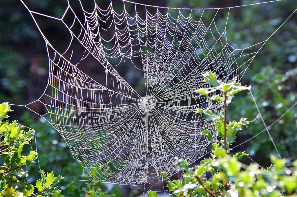 Close-up of a delicate spiderweb intricately woven among green leaves.