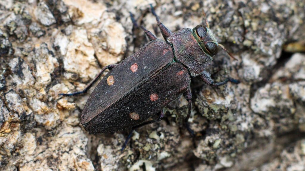 Macro shot of a Chrysobothris affinis beetle with a metallic sheen resting on tree bark.