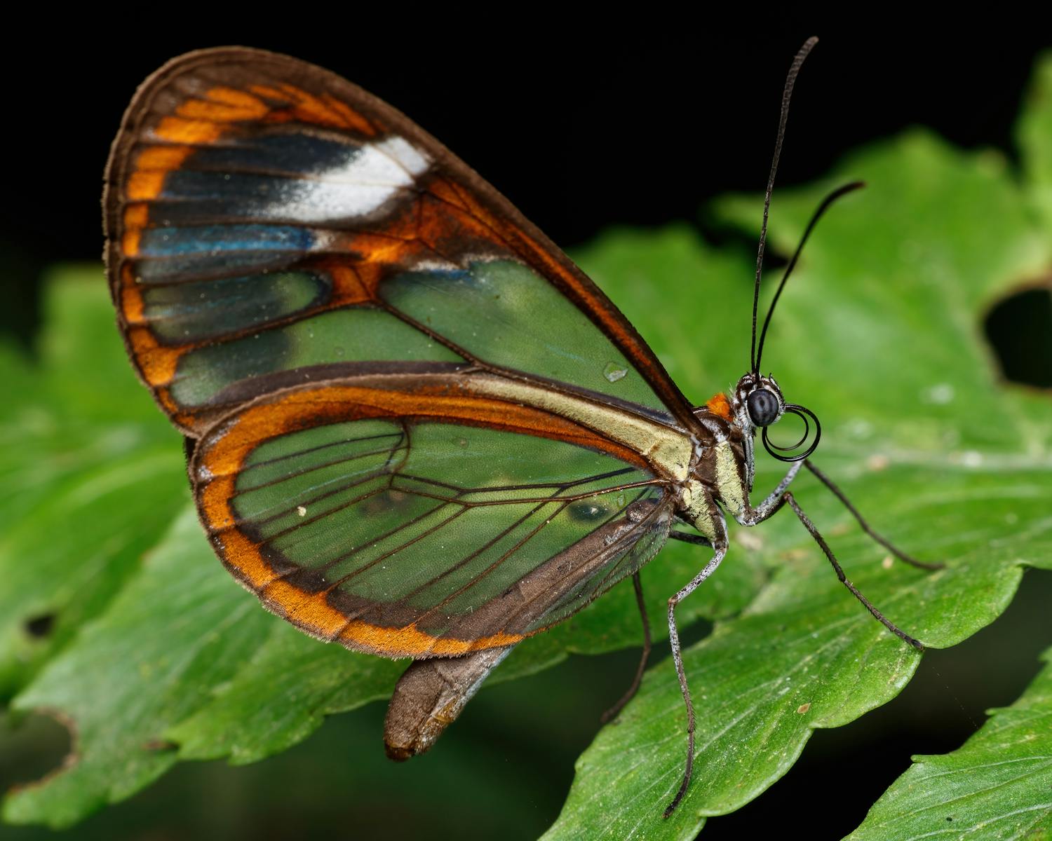 Macro shot of a glasswing butterfly (Greta oto) resting on a green leaf, showcasing its transparent wings.
