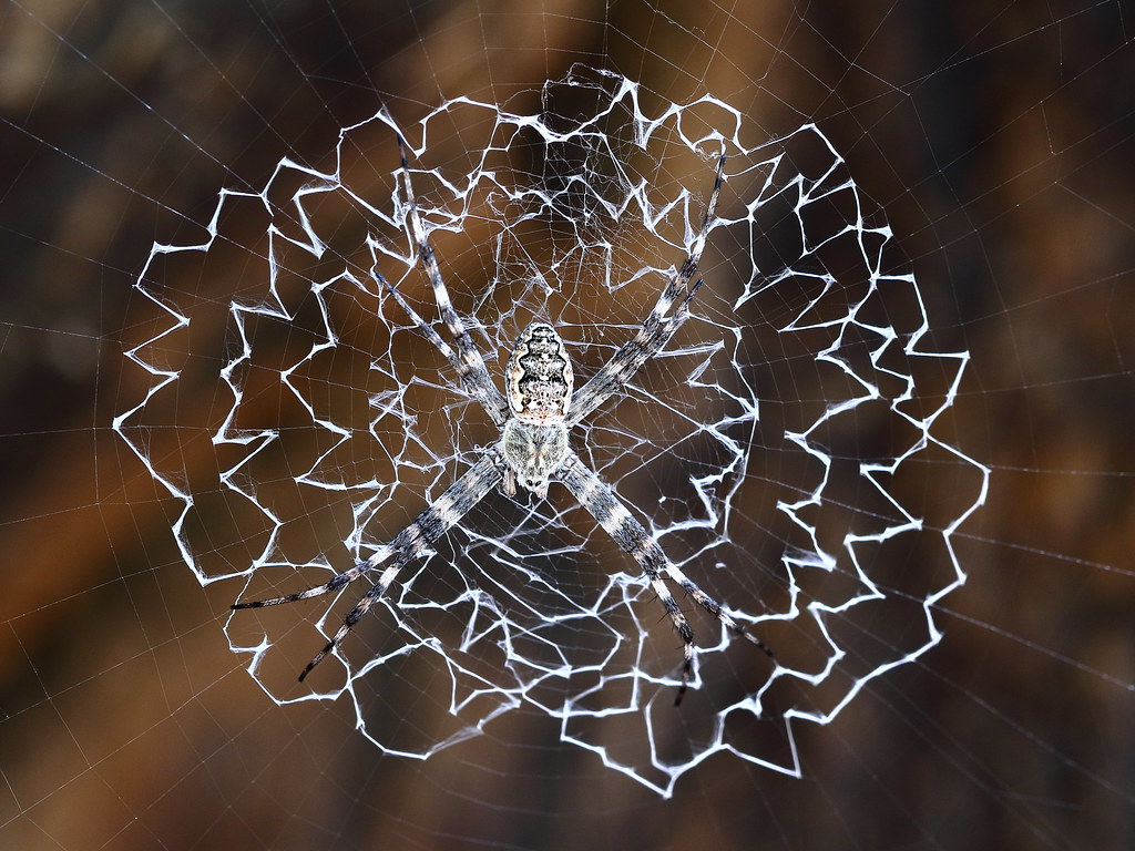 A spider on a stylish weaved web