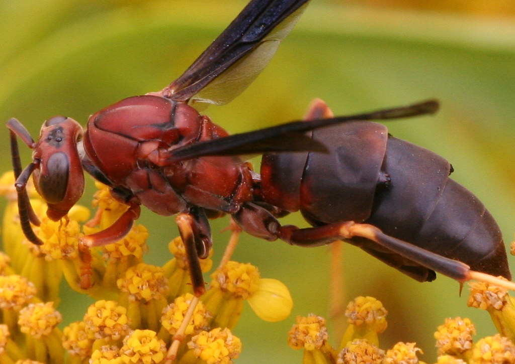 Paper Wasp (Polistes sp.) with Twisted-wing Parasites (Strepsiptera, Xenos sp.)