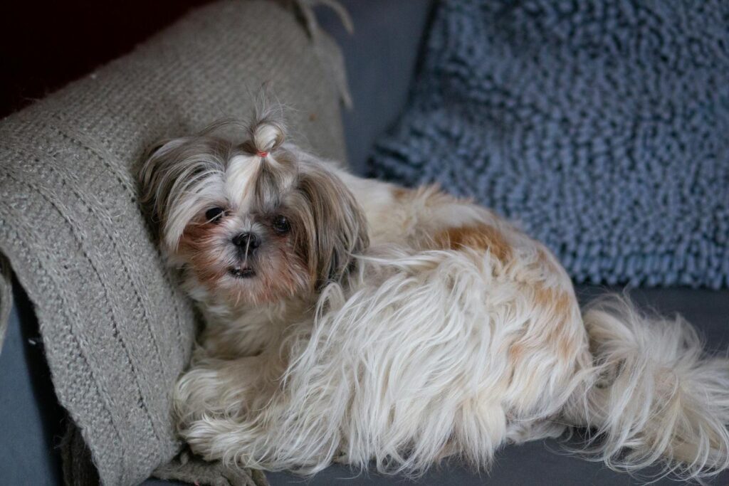 Cute Shih Tzu puppy resting on a cozy couch.