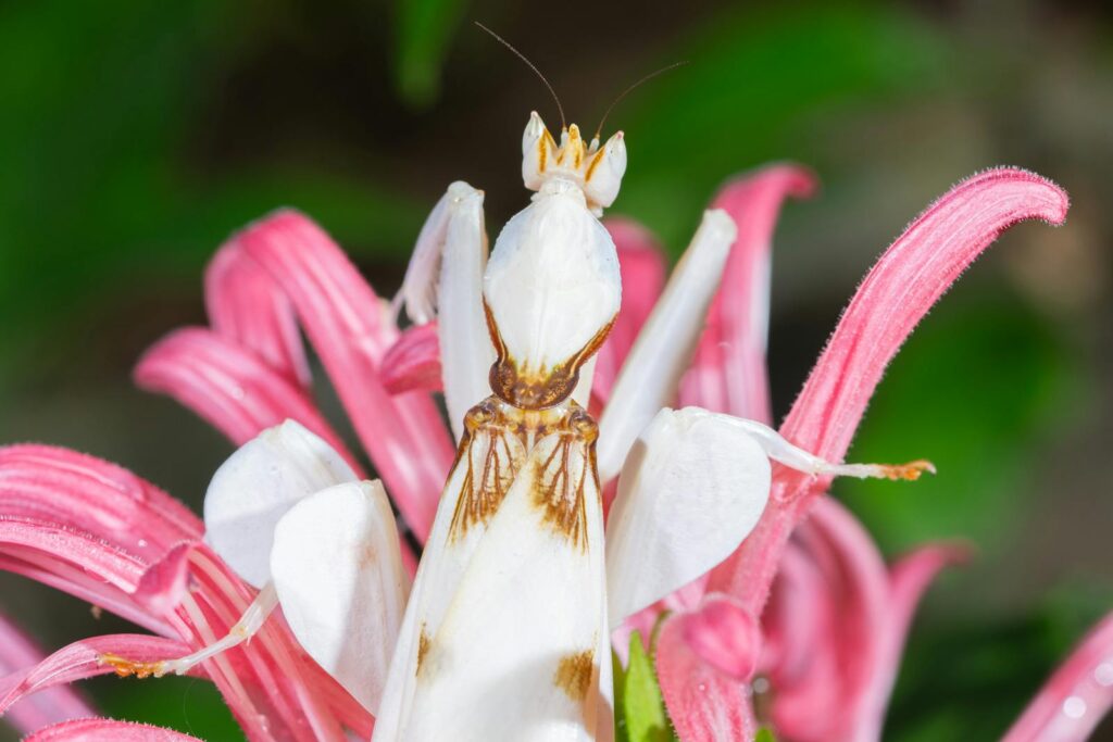 Orchid mantis perched on a vivid pink blossom, showcasing its camouflage abilities.