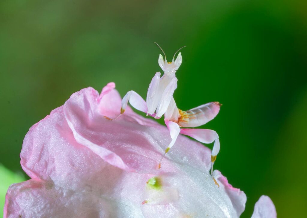 Orchid mantis perched on a delicate pink flower, showcasing natural beauty and grace.