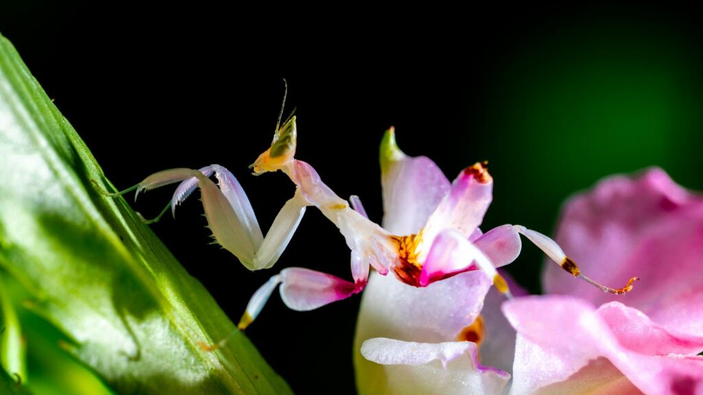 Close-up of a delicate orchid mantis perched on a vibrant blooming flower.
