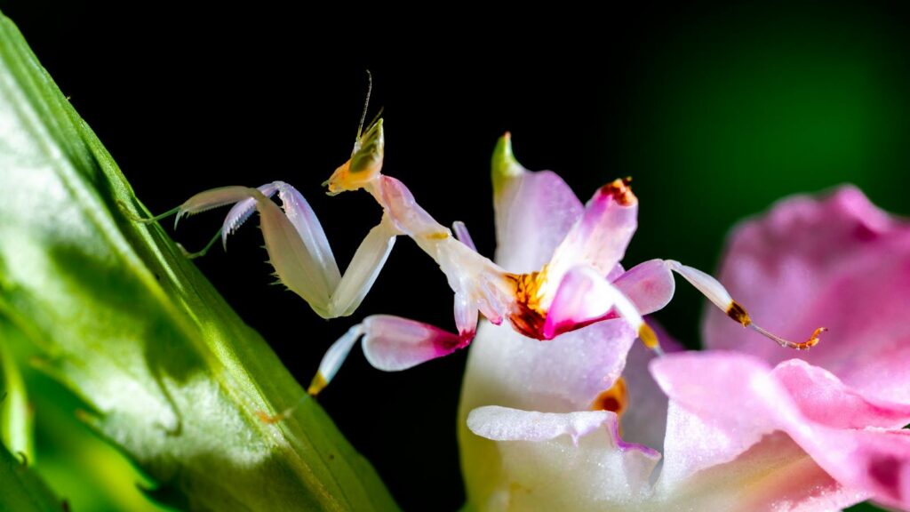 Close-up of a delicate orchid mantis perched on a vibrant blooming flower.