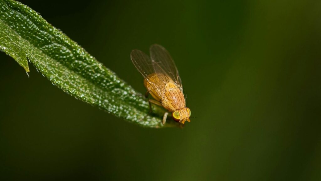 Close-up of a fruit fly resting on a dewy leaf, showcasing vibrant details in nature.