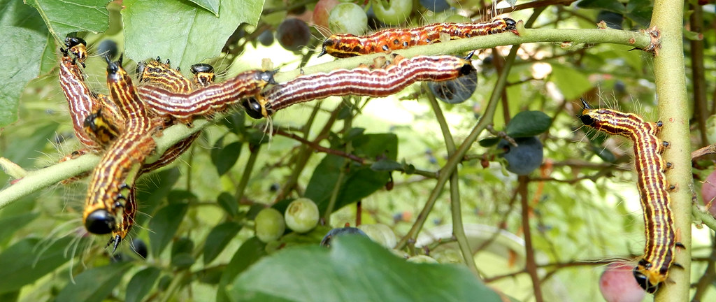 Tent caterpillars on a plant