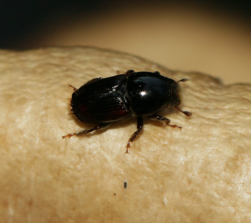 Scolytus scolytus dorsal view