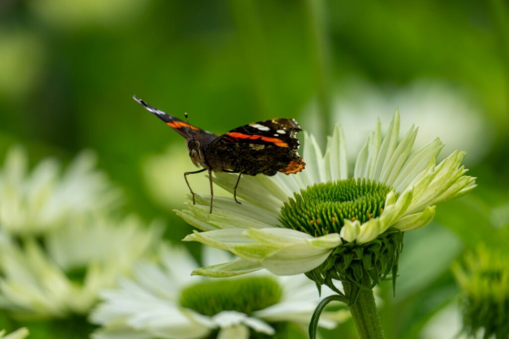 A butterfly sitting on top of a white flower