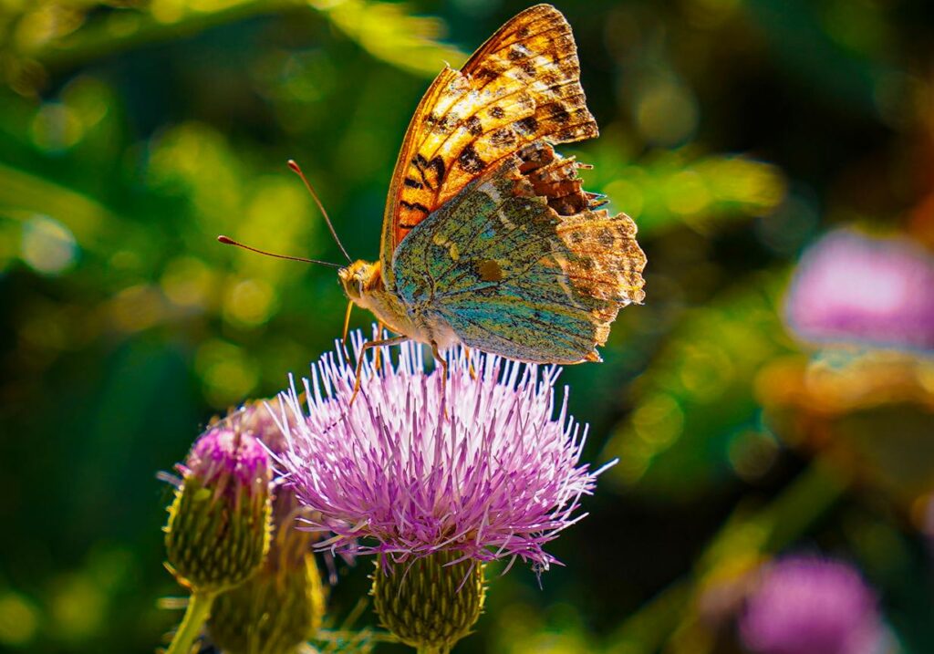 A vivid close-up of a butterfly perched on a lilac thistle, capturing the beauty of nature.
