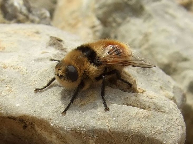 A deer botfly resting on a rock