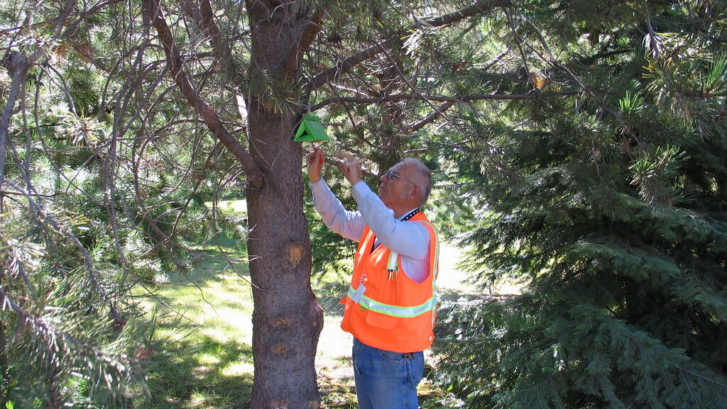 A man observing some insects on a tree