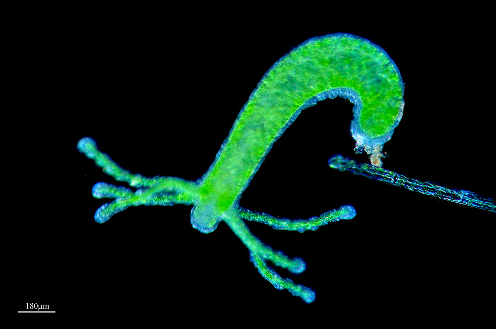 Hydra viridissima, showing its features