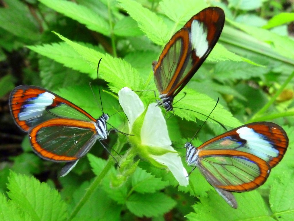 Glasswing Butterflies