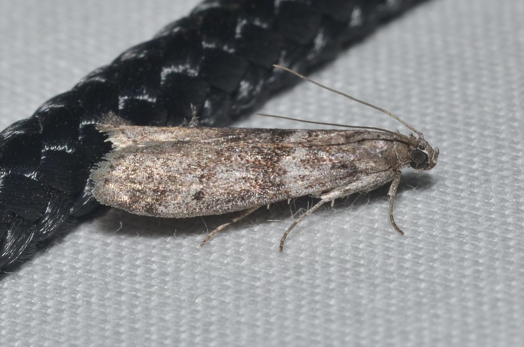 Ephestia kuehniella – Mediterranean Flour Moth