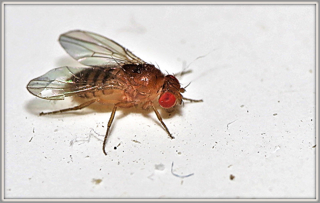 Drosophila melanogaster on a white surface