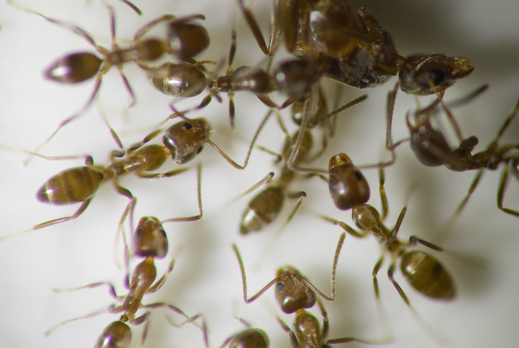 A colony of Argentine ant