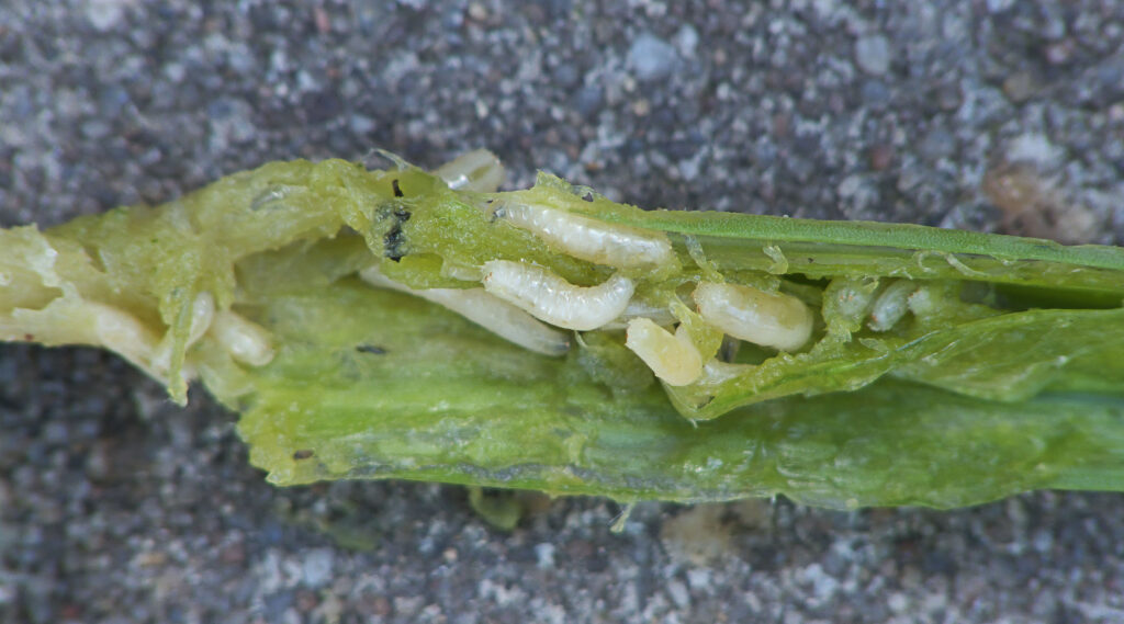 Delia antiqua maggots at Allium porrum