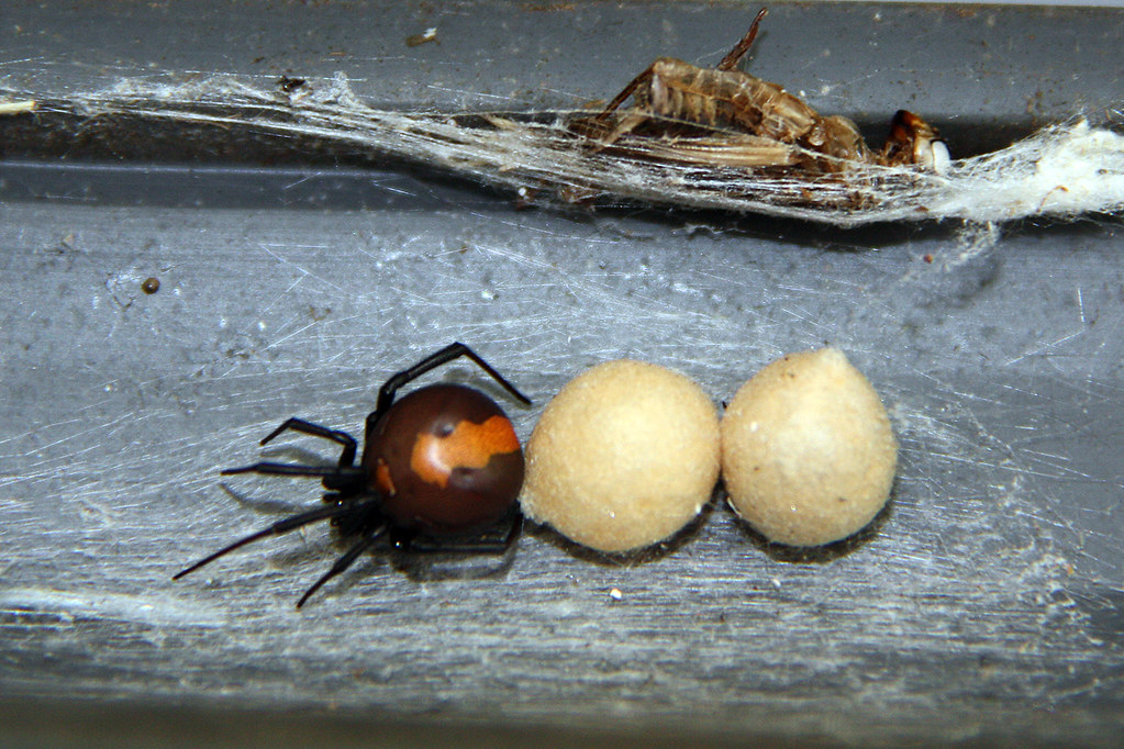 A reproducing redback spider