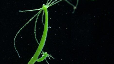 Asexually producing Hydra viridissima