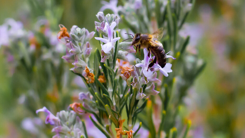 Pollination