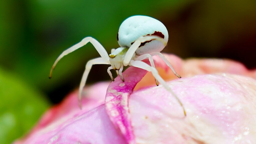 A white spider sitting on top of a pink flower