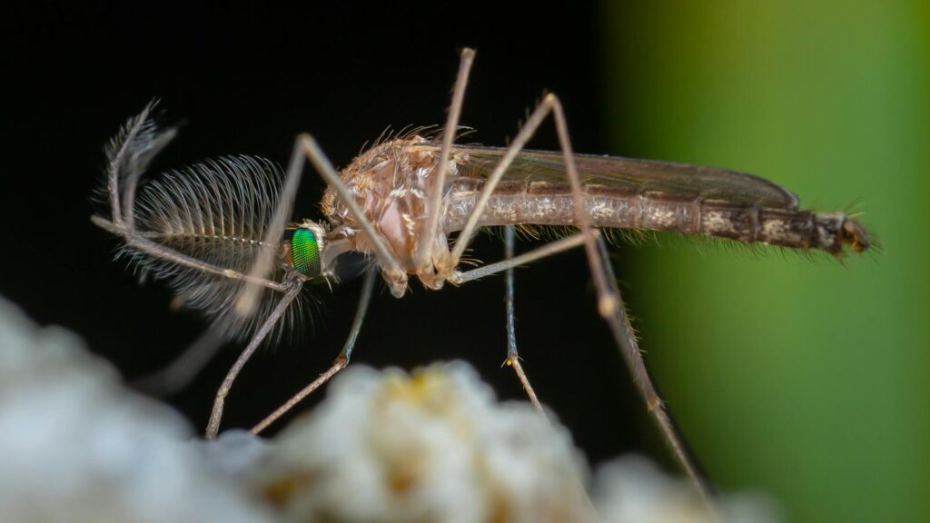 Detailed macro image of a mosquito showing fine details and vibrant colors.