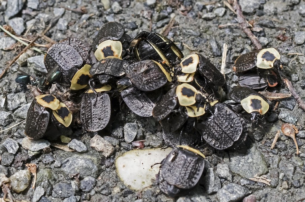 Carrion beetles on a forest floor