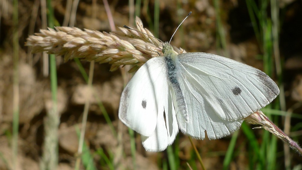Cabbage White Butterfly on a grain stem