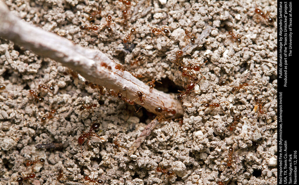 Red imported fire ants on land with a stick