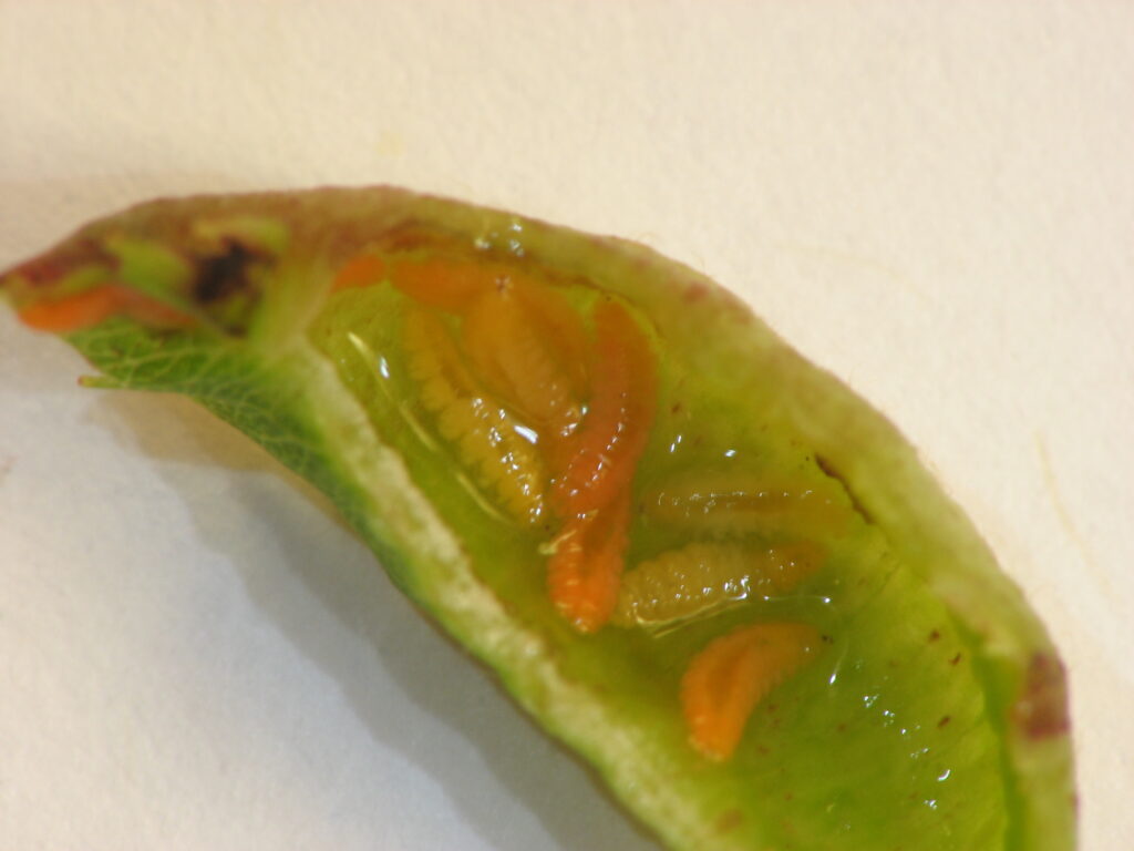 Gall larvae-Dasineura salicifoliae