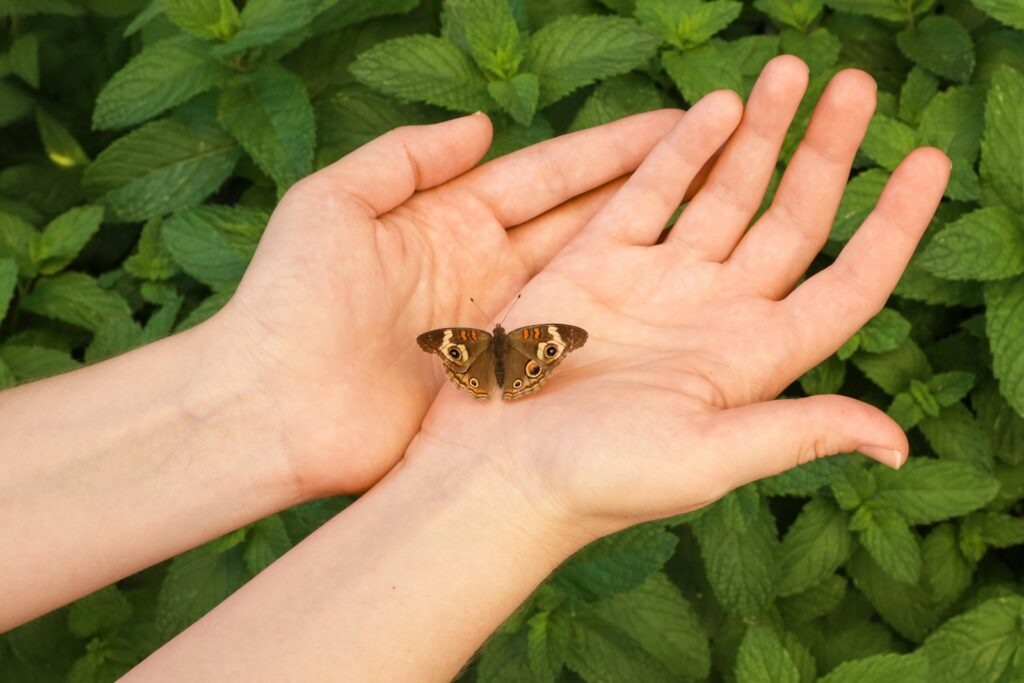 A person holding a butterfly in their hands