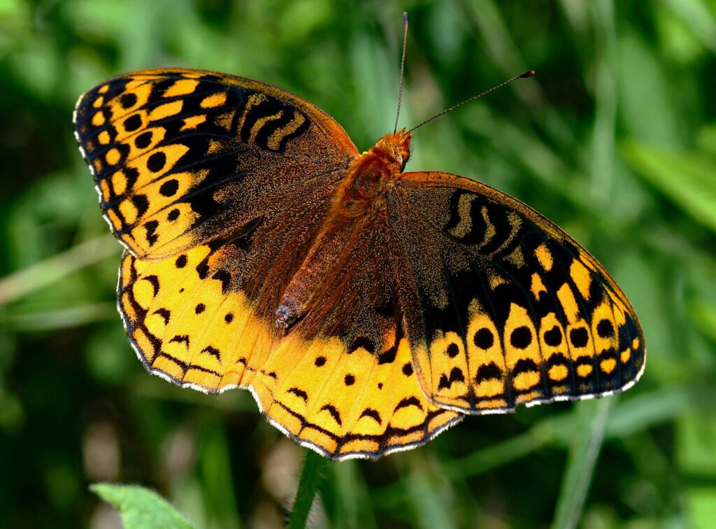 Detailed image of a great spangled fritillary butterfly showcasing vibrant orange patterns in nature.