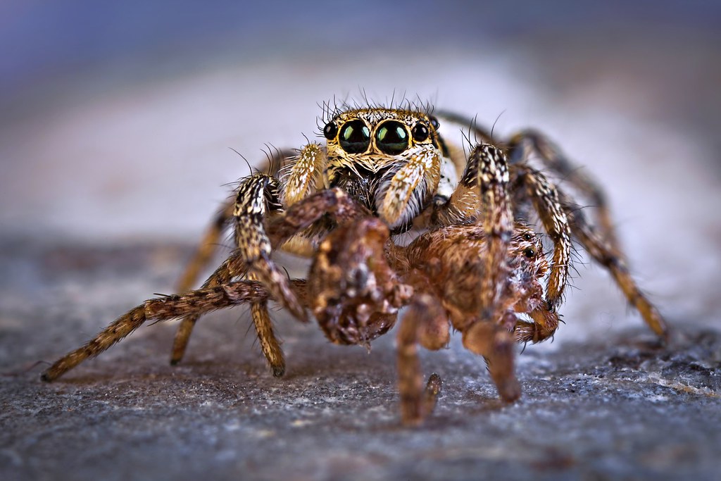 A jumping spider carrying a  smaller spider on a flat surface