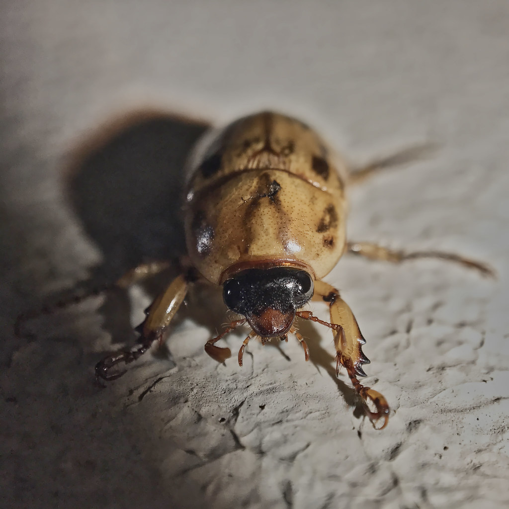 Scarab beetle on concrete