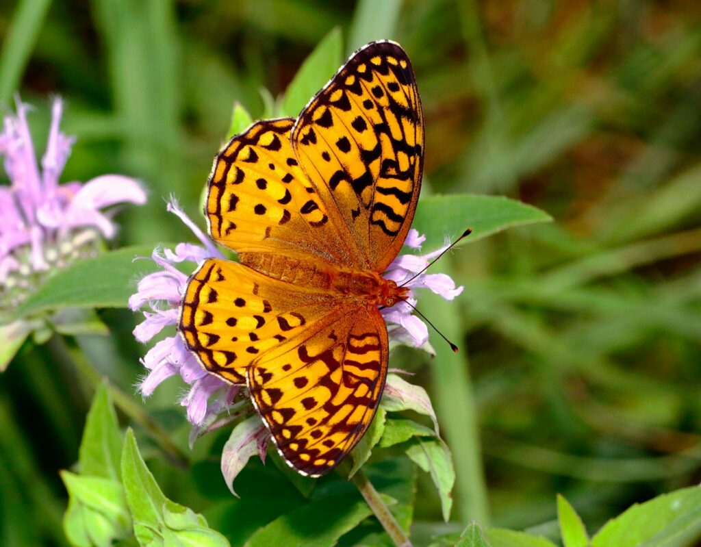 Close-up of a Great Spangled Fritillary butterfly resting on a pink flower outdoors.