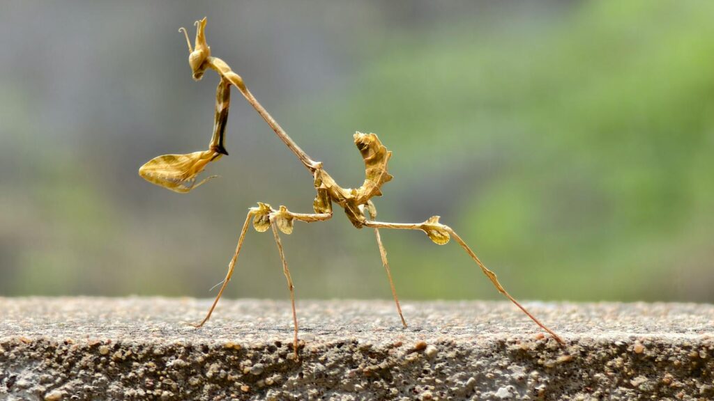 A detailed view of a leaf insect exhibiting camouflage on a stone surface outdoors.
