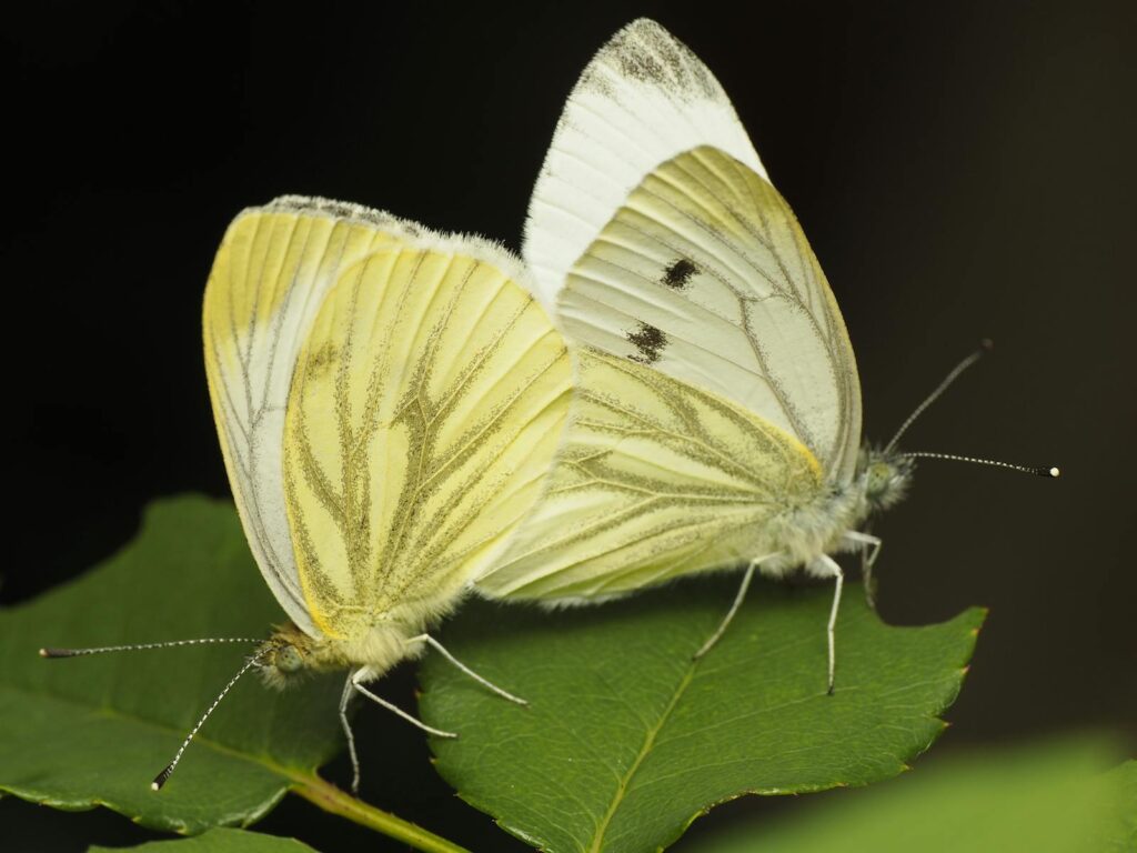 Macro shot of two mating cabbage white butterflies (Pieris rapae) on a green leaf.