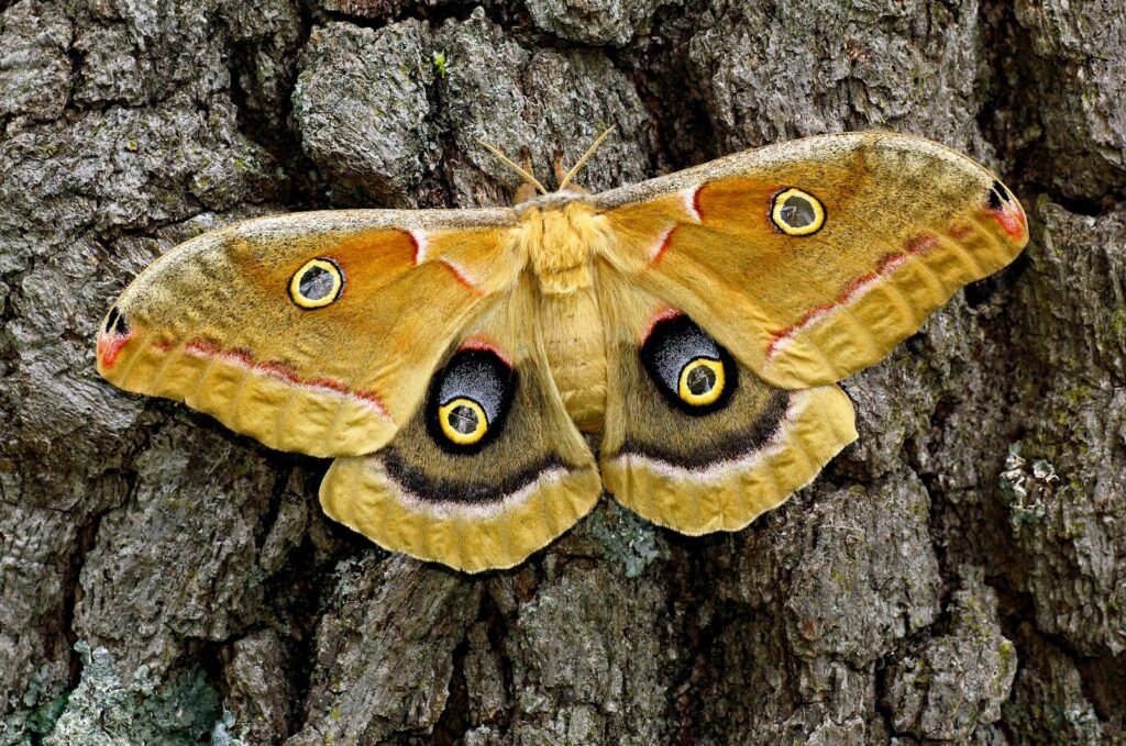Close-up of a Polyphemus moth resting on textured tree bark showcasing its distinctive eyespots.