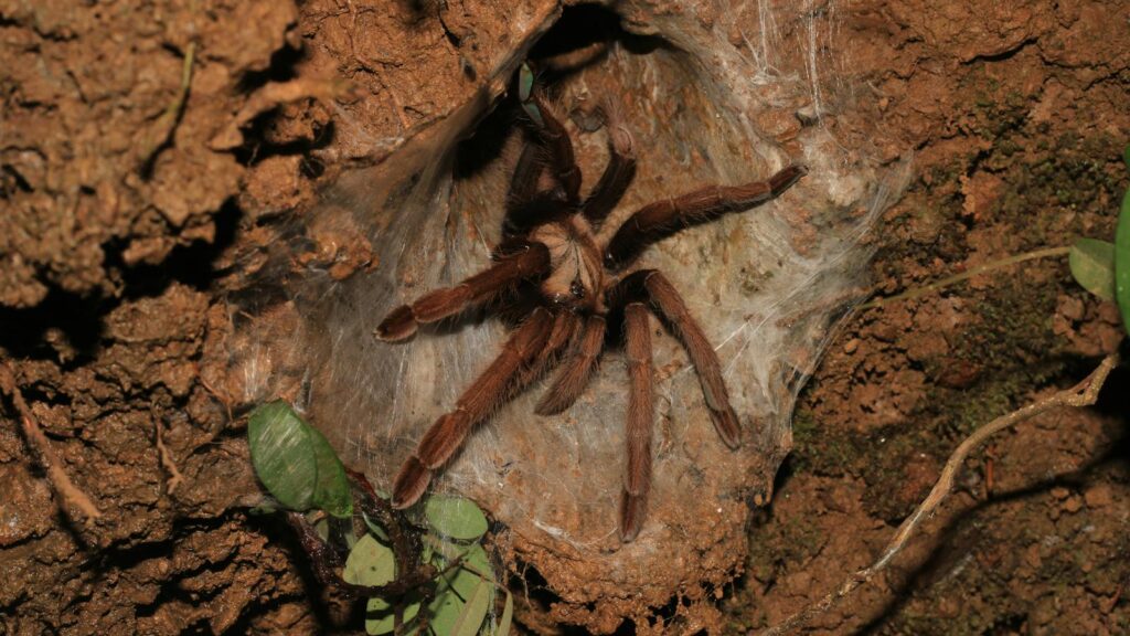 Close-up of a tarantula in its burrow with a silk webbing in Audala, India.