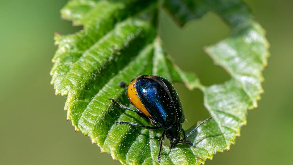 Free stock photo of agelastica alni, agricultural pests, alder leaf beetle