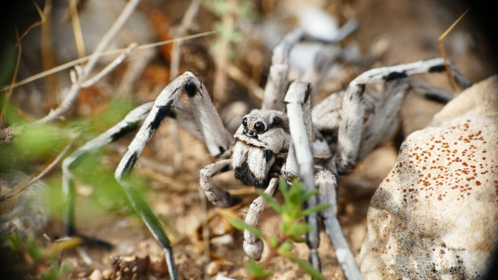 Detailed macro shot of a large spider in its natural rocky habitat.