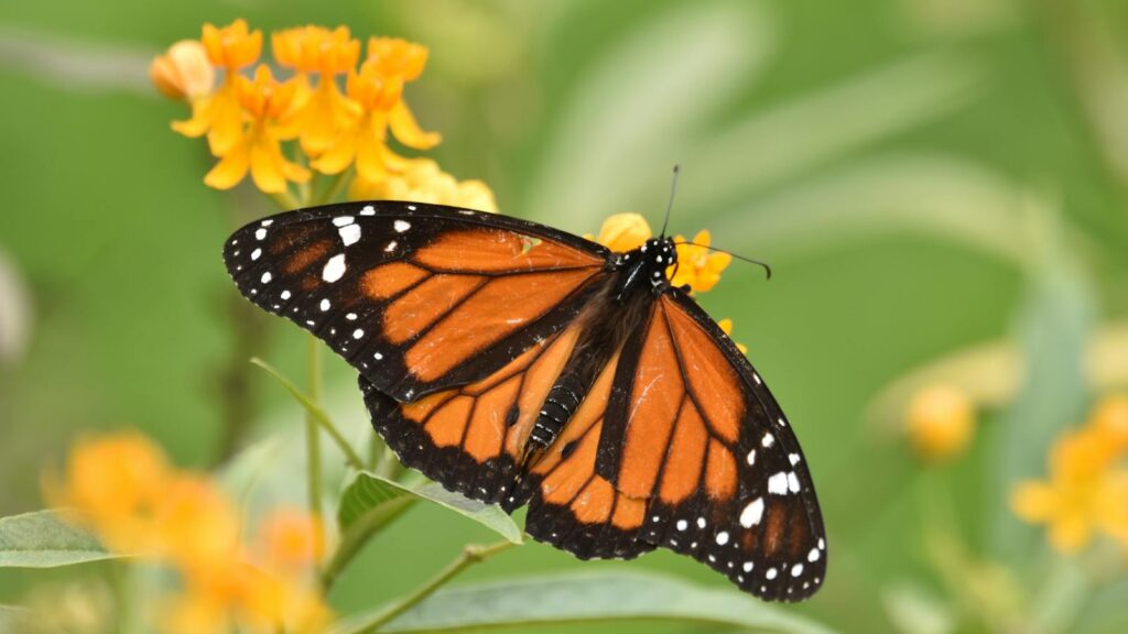 Mariposa Monarca con flores amarillas