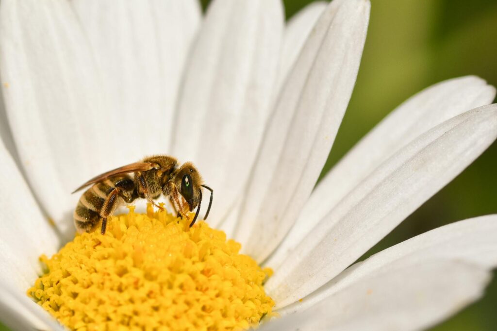 Close-up image of a bee collecting pollen from a white daisy in natural sunlight.