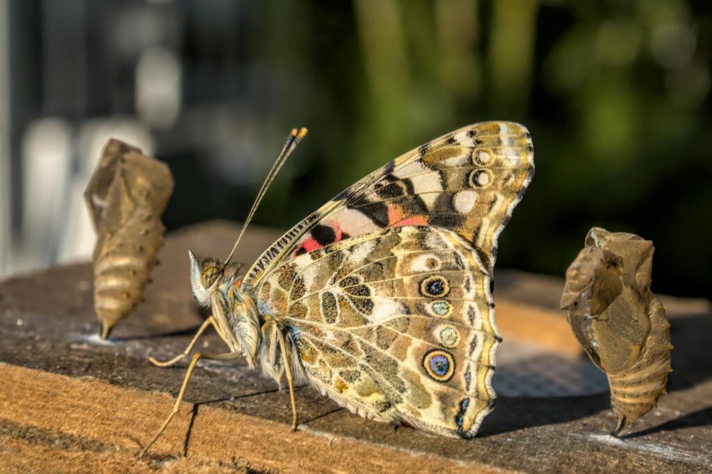 Painted Lady (Vanessa cardui) Butterfly
