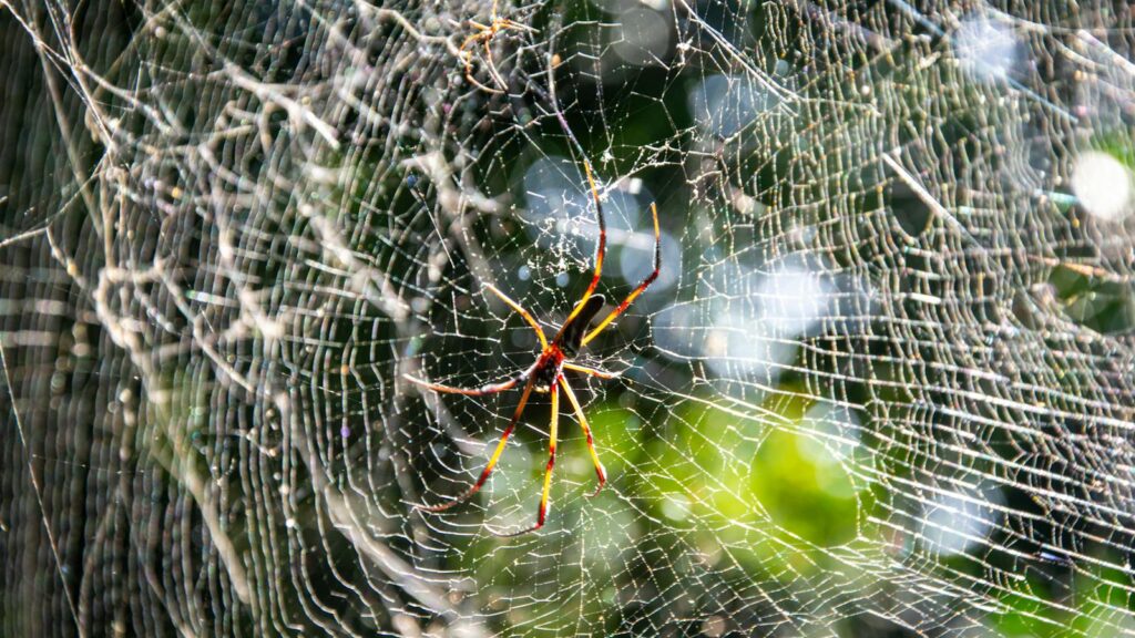 Close-up of a golden orb weaver spider on its web in sunlight.