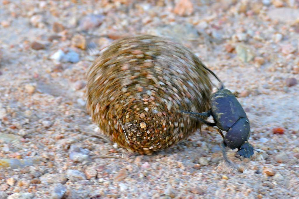 Large Copper Dung Beetle (Kheper nigroaeneus) rolling a dung ball