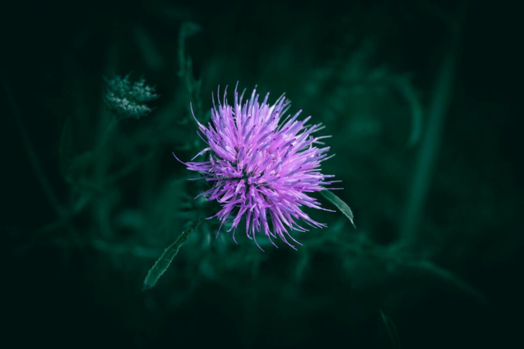 A close up of a purple and pink Thistle flower and green spiky leaves